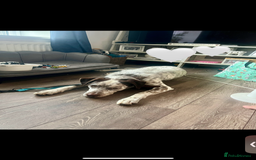 Mixed Breed dogs for sale: Husky cross dalmatian  - Image 7