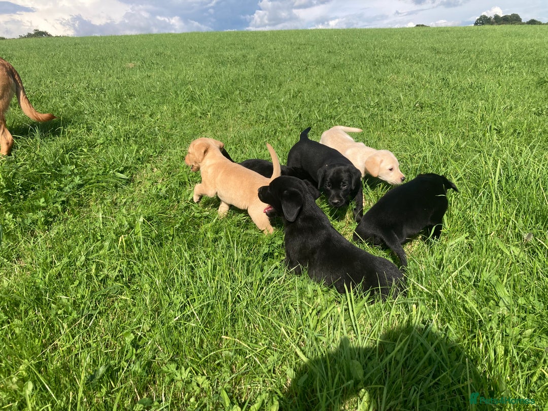Labrador Retriever dogs for sale: Beautiful KC Reg Lab pups  - Image 23