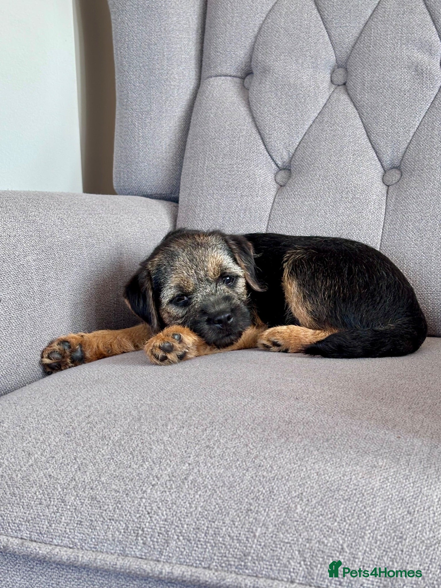Border Terrier dogs Pedigree K C Reg Border Terrier Puppies for sale - Advert 1