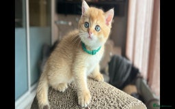 Scottish Fold cats for sale: TICA-Registered Scottish Straight/Fold Kittens  - Image 4