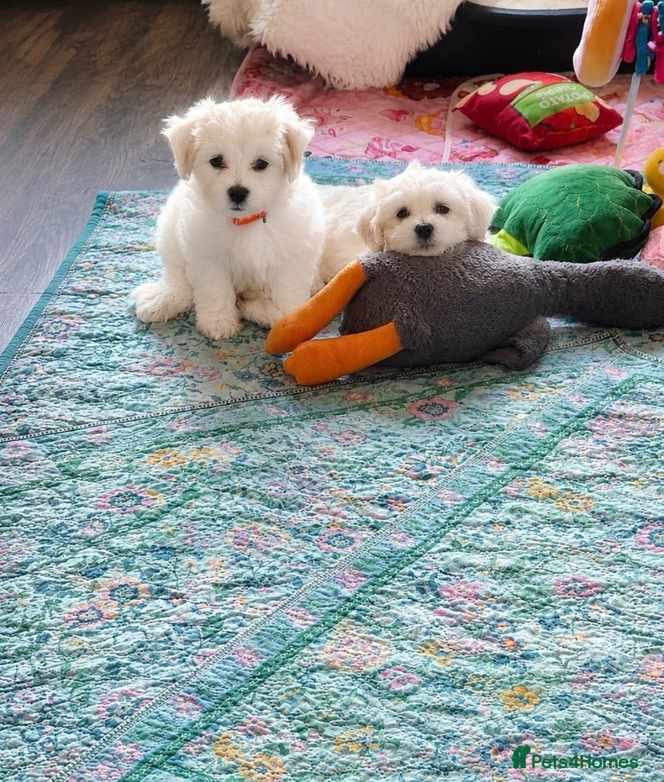 Mixed Breed dogs Only girls🩷Maltese pups ready to leave  - Advert 5