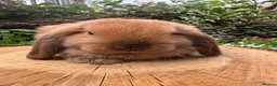 Mini Lop rabbits for sale: 100% Pure Bred Super Friendly Mini Lop Bunnies - Advert 2