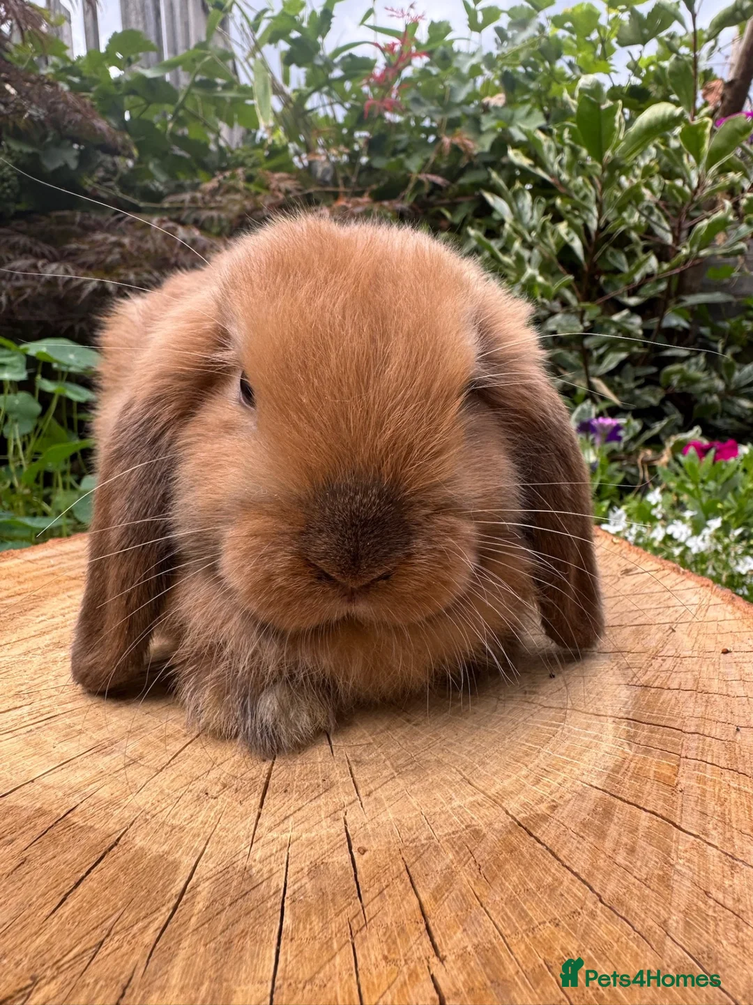 Mini Lop rabbits for sale: 100% Pure Bred Super Friendly Mini Lop Bunnies - Advert 2
