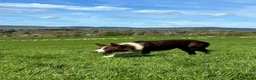 Border Collie dogs for stud: ISDS reg Red & White Collie Stud - Advert 1