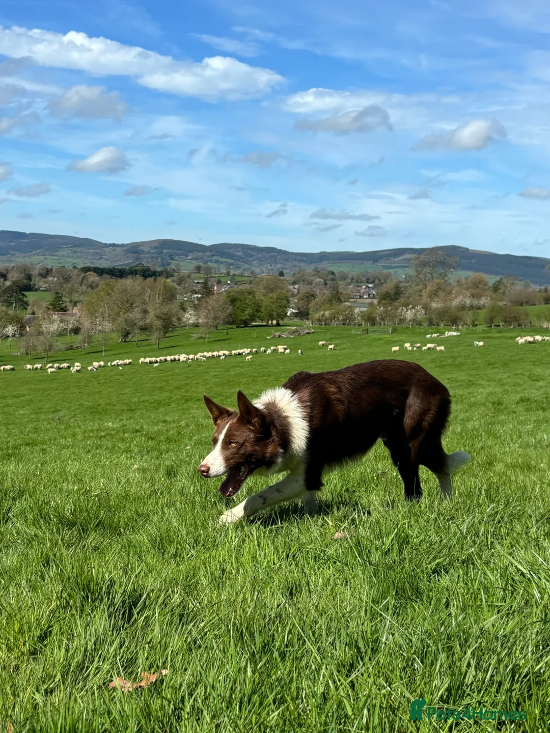 Border Collie dogs for stud: ISDS reg Red & White Collie Stud - Advert 1
