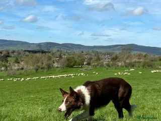 Border Collie dogs ISDS reg Red & White Collie Stud - Advert 8