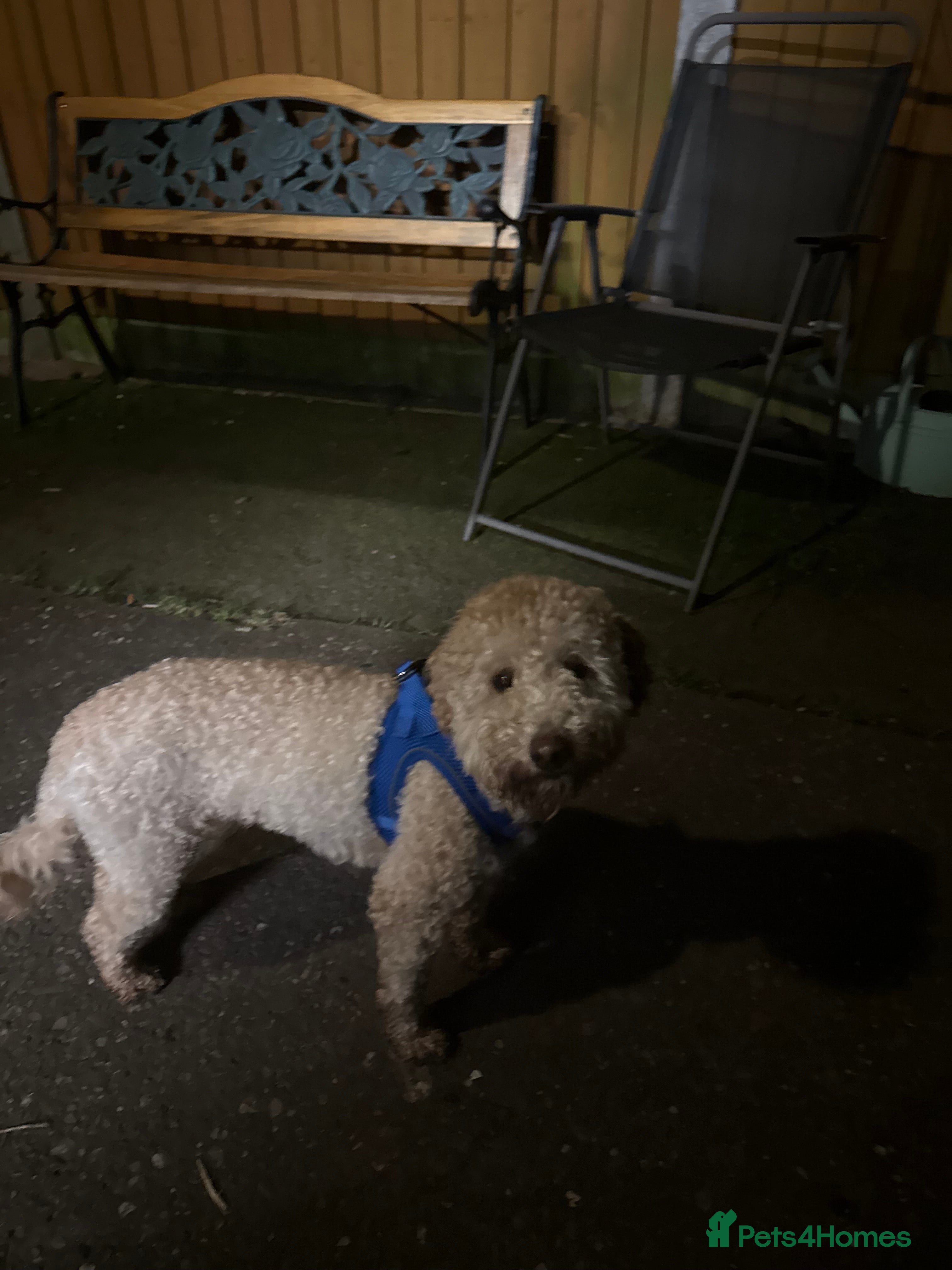 Cockapoo dogs Male cockerpoo  in Telford - Advert 1