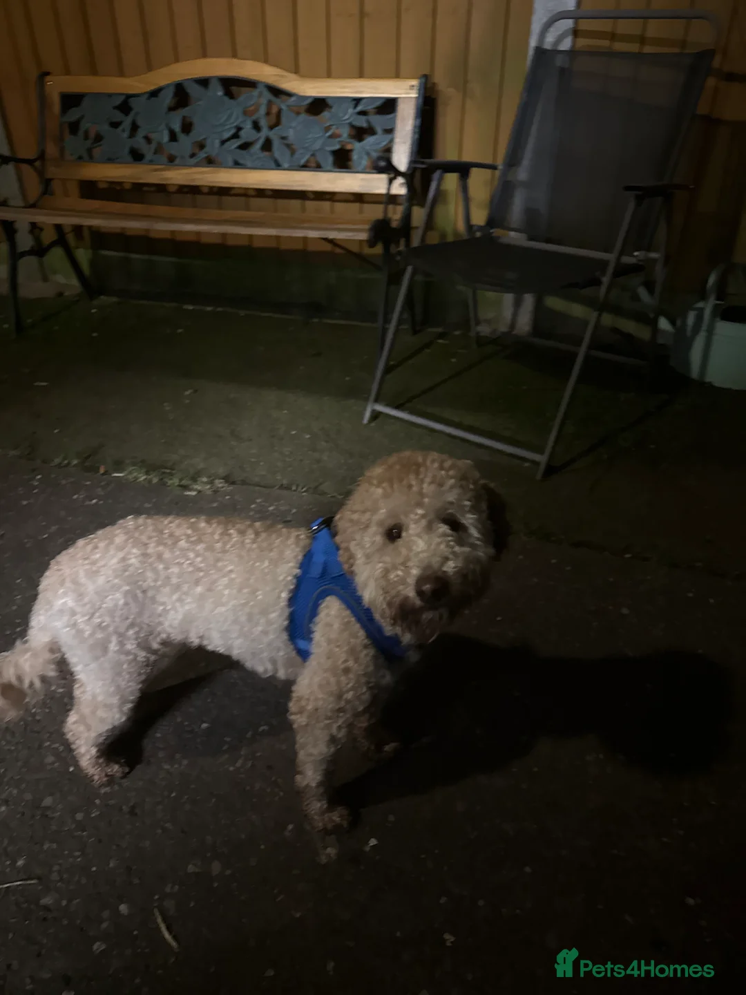 Cockapoo dogs for sale: Male cockerpoo  - Advert 1