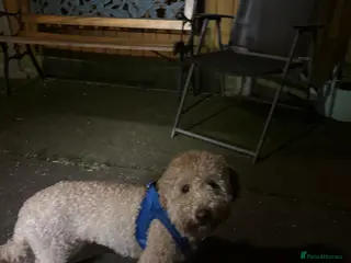 Cockapoo dogs Male cockerpoo in Telford - Advert 1