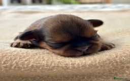 Shih Tzu dogs for sale: Beautiful Shih Tzu Puppies - Male & Female - Image 4