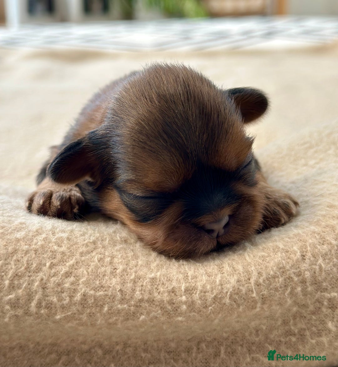 Shih Tzu dogs for sale: Beautiful Shih Tzu Puppies - Male & Female - Image 4