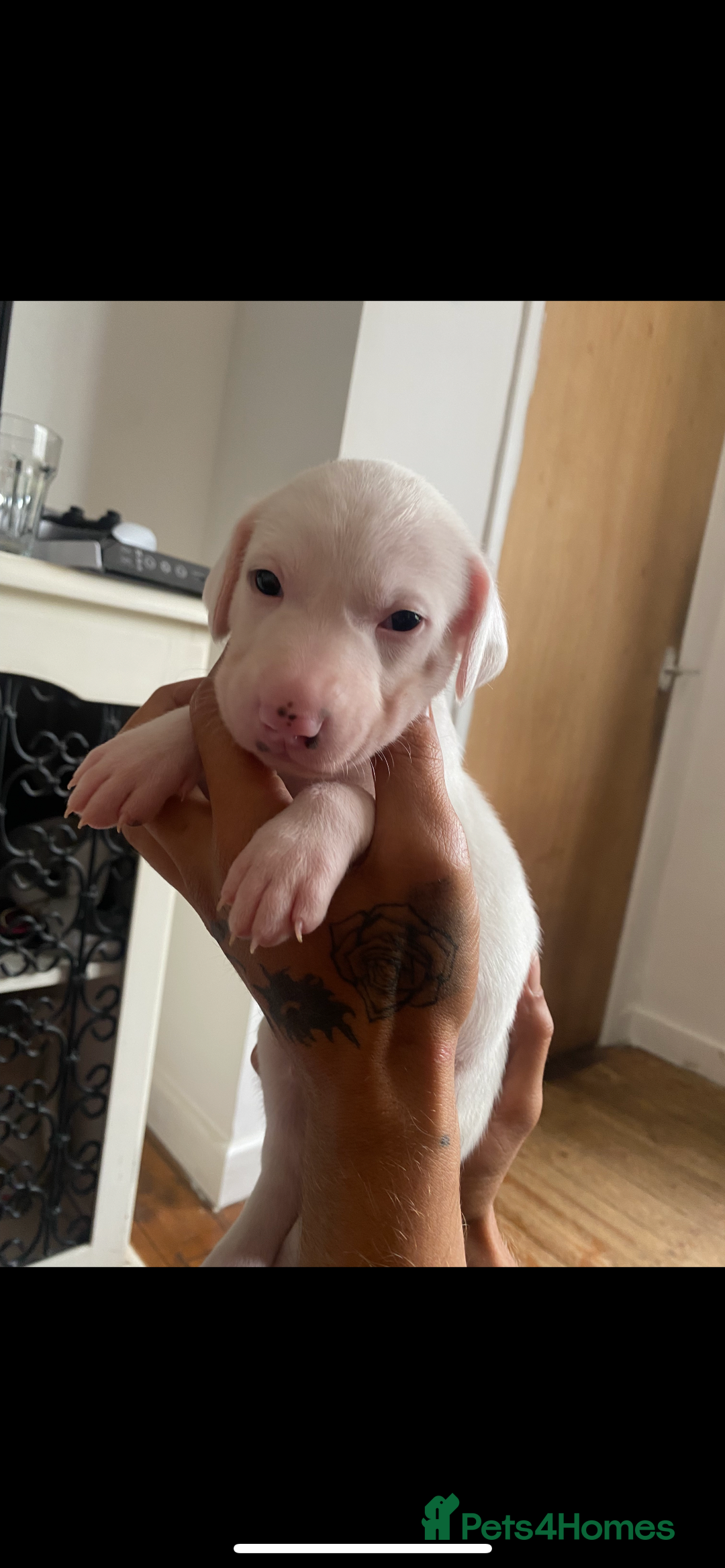 Mixed Breed dogs for sale: adorable Lurcher puppies - Image 6