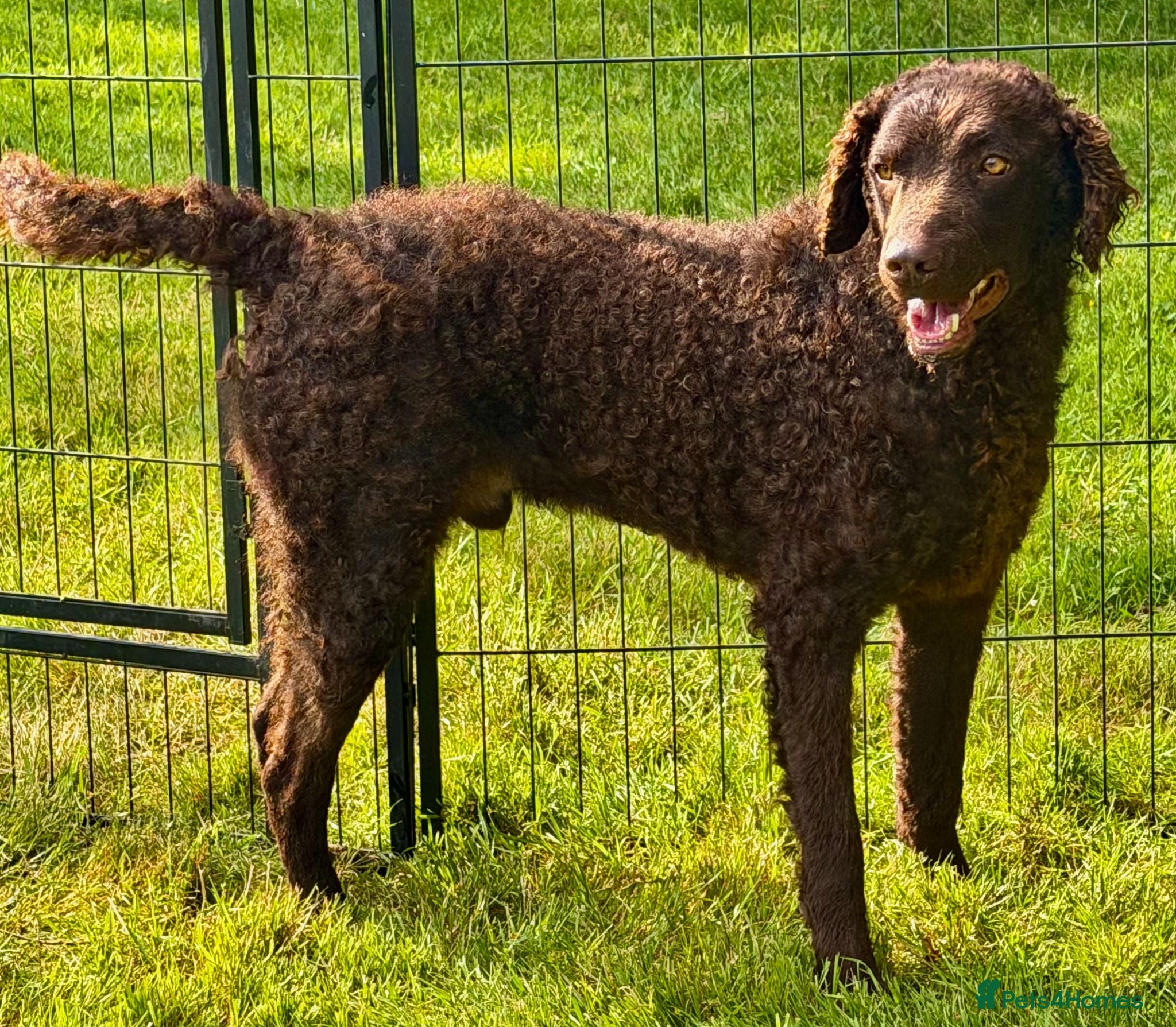 Curly Coated Retriever dogs AFRO – Male Curly Coated Retriever - Advert 2