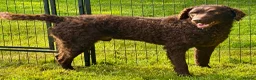 Curly Coated Retriever dogs for adoption: AFRO – Male Curly Coated Retriever - Advert 2