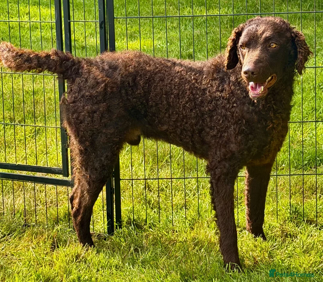 Curly Coated Retriever dogs for adoption: AFRO – Male Curly Coated Retriever - Advert 2