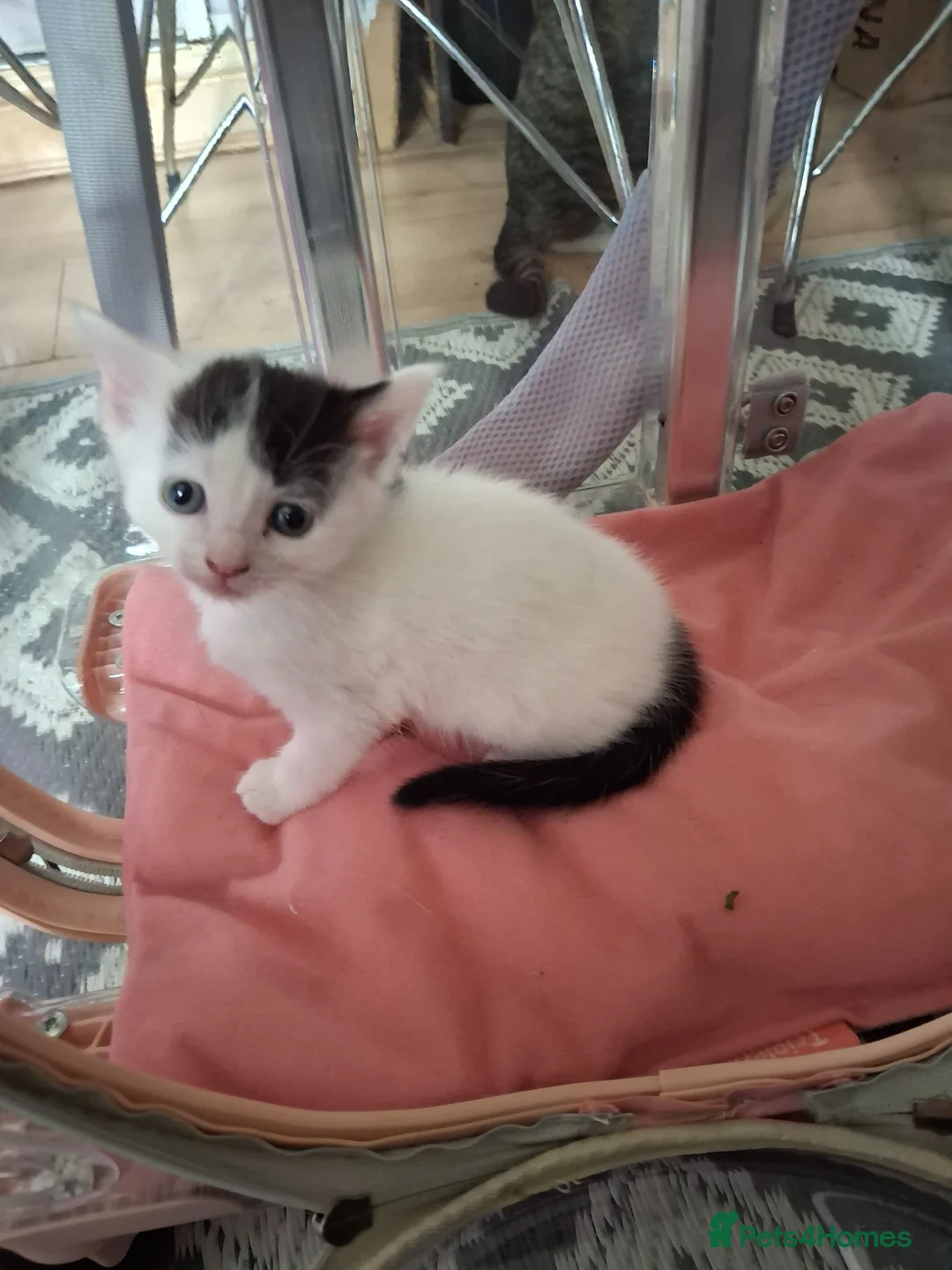 British Shorthair cats for sale: Three Cute kittens mixed bengal,female - Advert 2