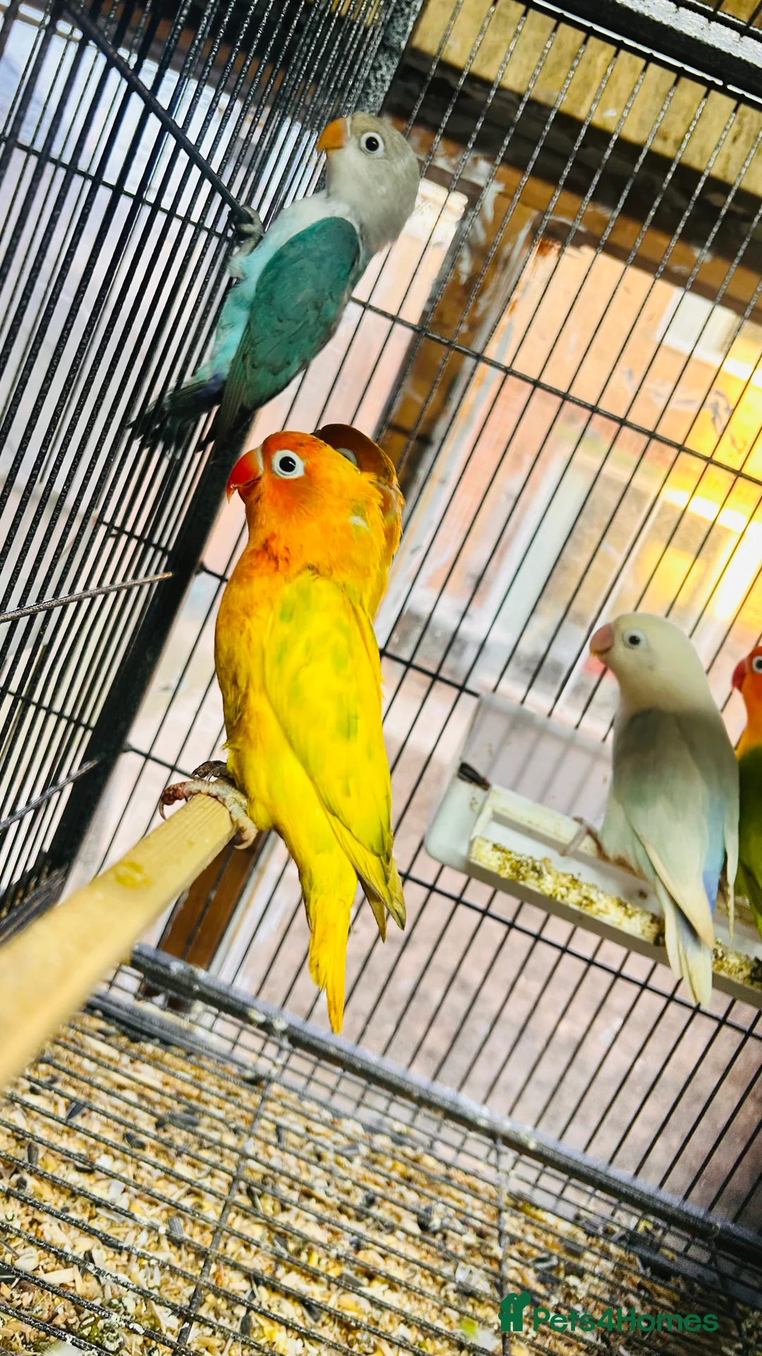 Lovebirds birds for sale: Various Fischer /masked lovebirds for sale  - Advert 10