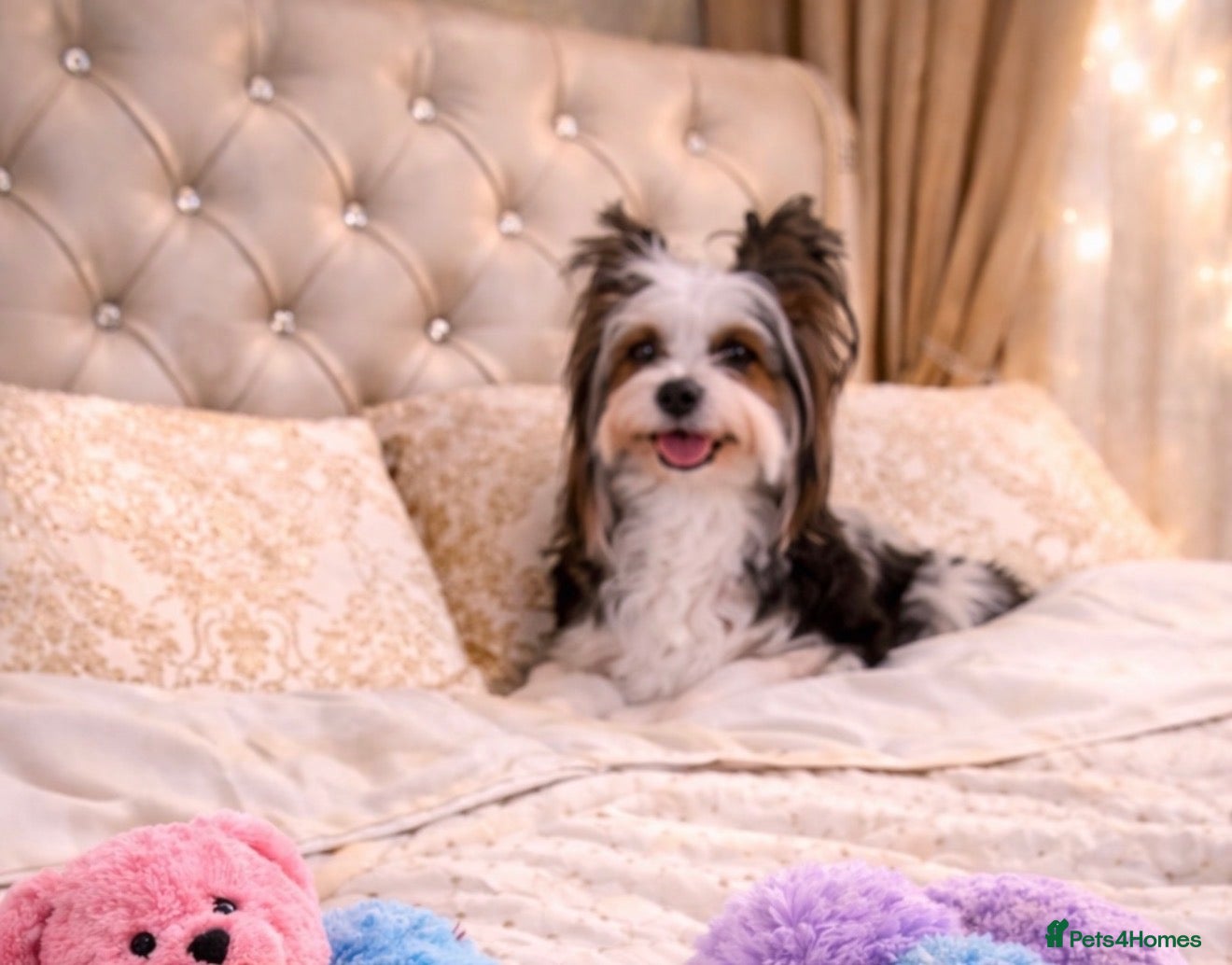 Yorkshire Terrier dogs 3 color Yorkshire terrier  - Advert 2