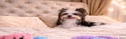 Yorkshire Terrier dogs for sale: 3 color Yorkshire terrier  - Advert 1