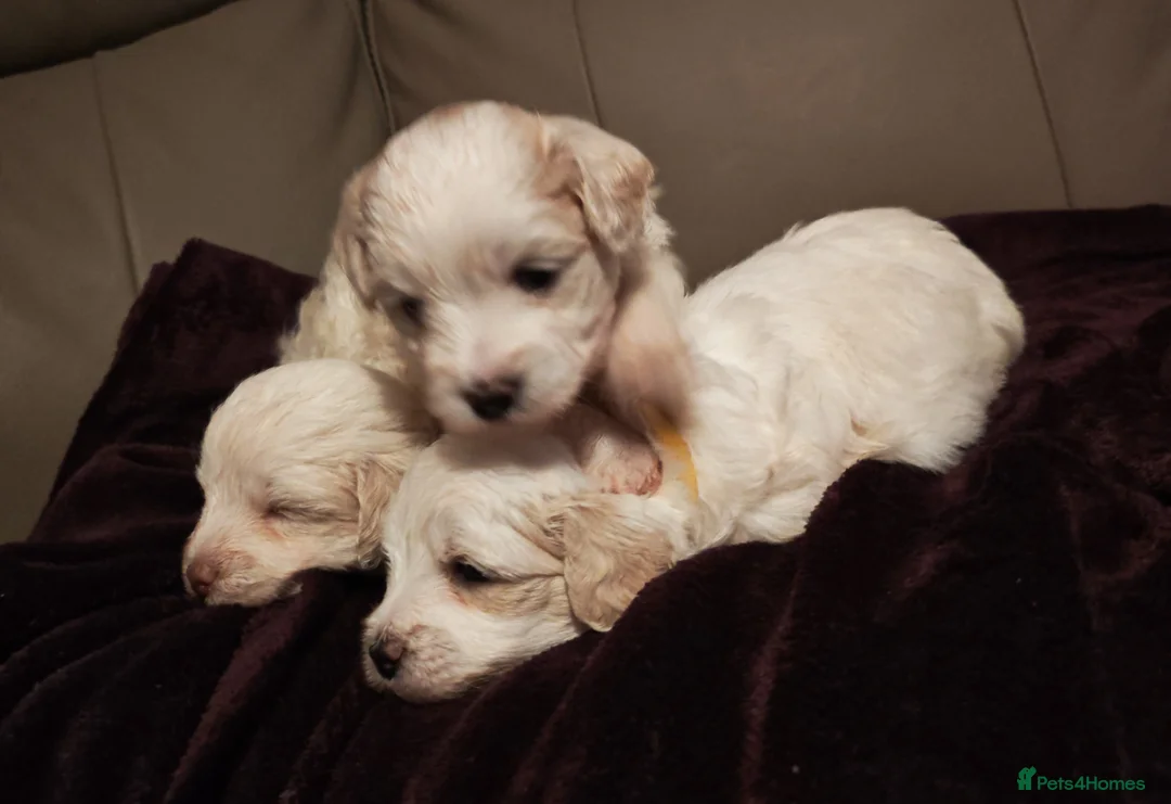 Mixed Breed dogs for sale: Maltipoo x Coton de Tulear Puppies – 5 Males - Advert 8