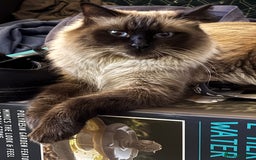Ragdoll cats for sale: 4 stunning seal point ragdoll boys  - Image 20