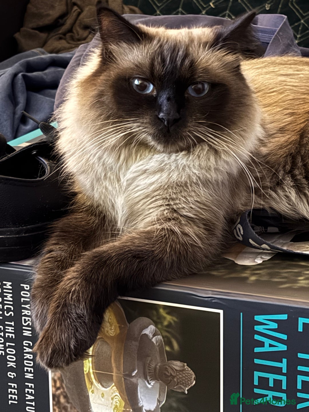 Ragdoll cats for sale: 4 stunning seal point ragdoll boys  - Image 20
