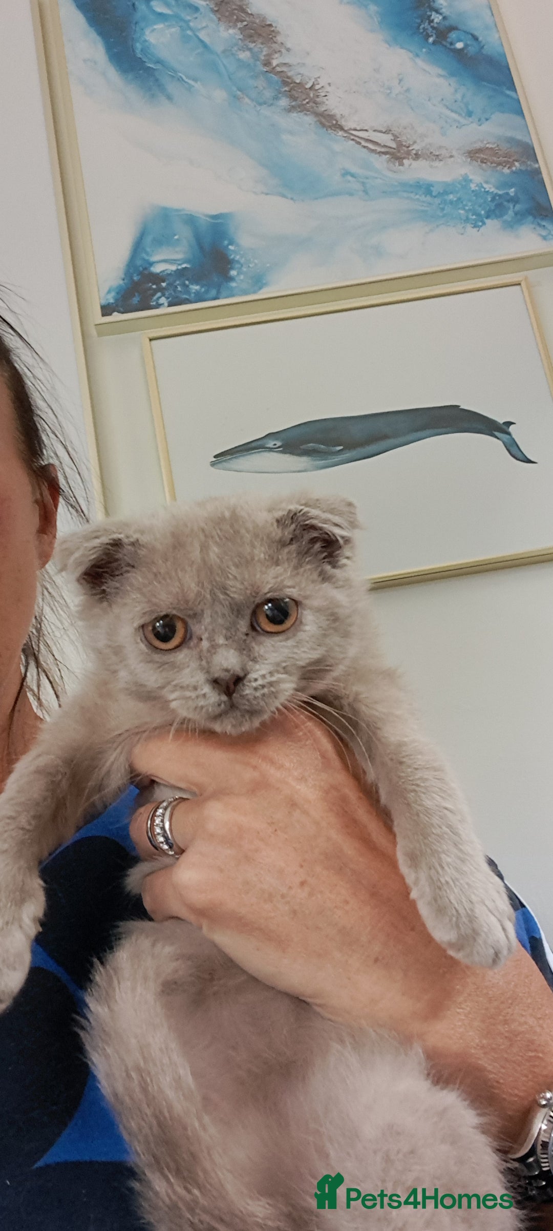 Scottish Fold cats for sale: Scottish Fold Females for Sale  - Image 10