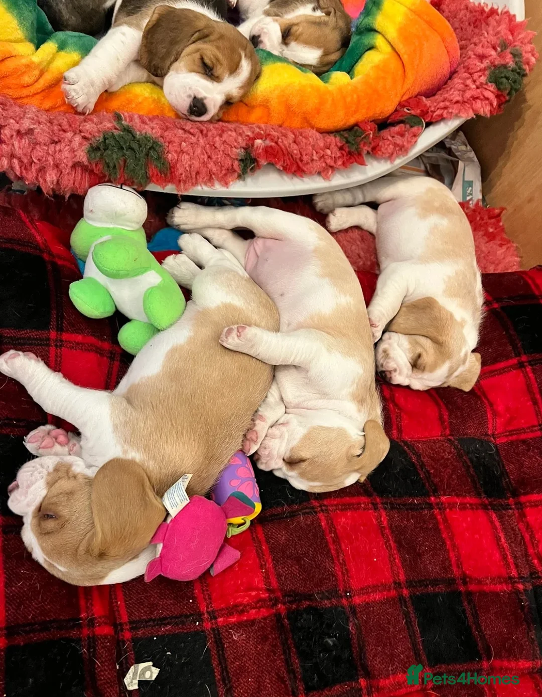 Beagle dogs for sale: Beagle puppies  - Advert 8