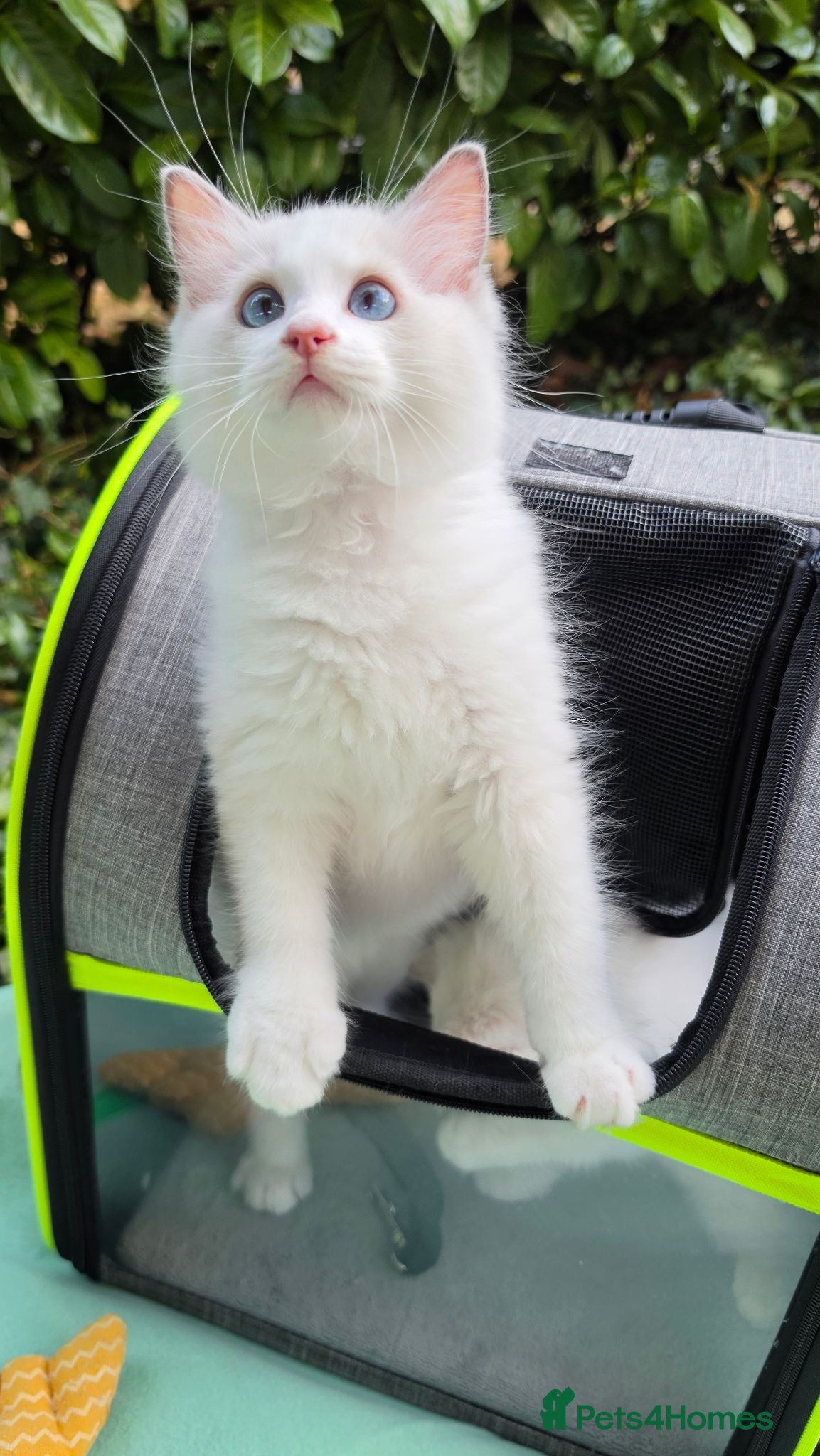 Ragdoll cats 2 Beautiful Blue Bi-Colour Ragdoll Kittens 🐾 - Advert 2