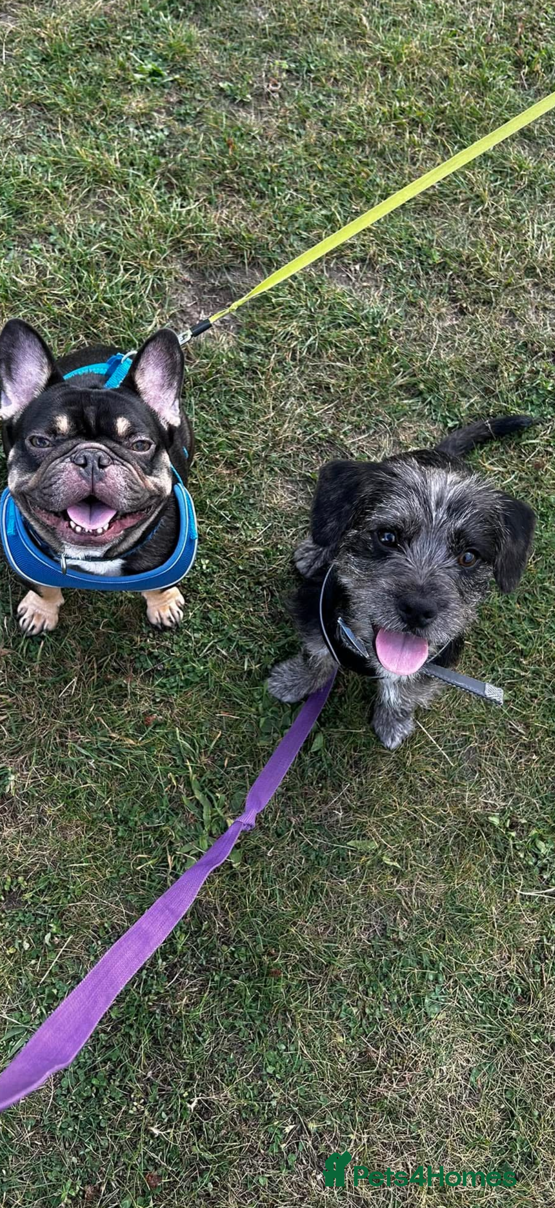 Mixed Breed dogs for sale: Ozzy needs a new home  - Image 4