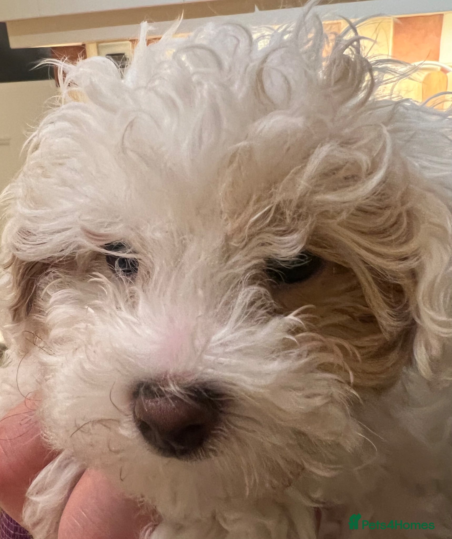 Maltipoo dogs Beautiful White/Tan Maltipoo Make Puppy  - Advert 2