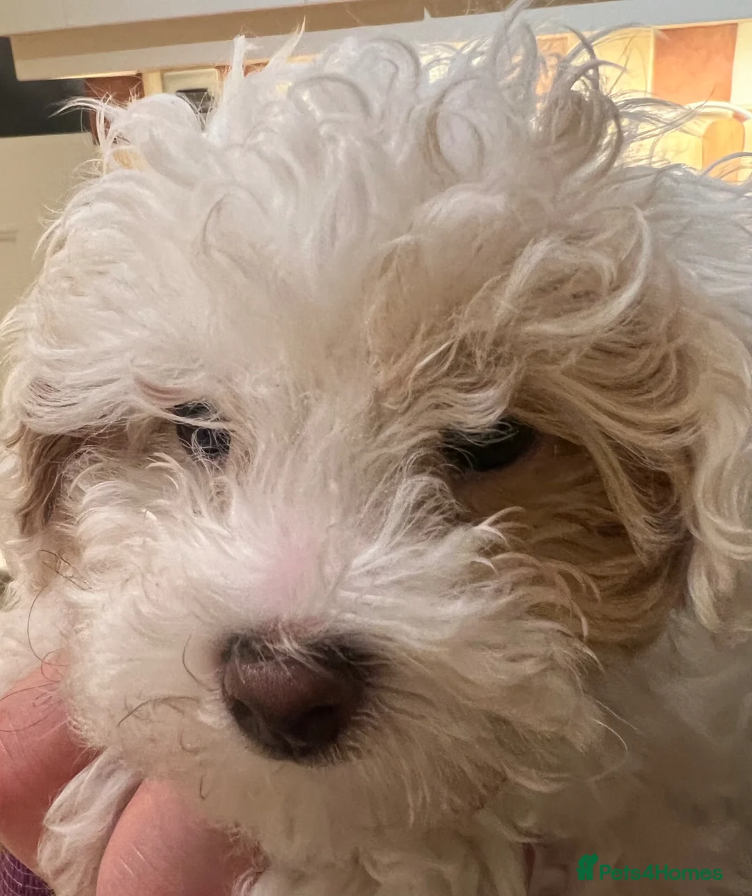 Maltipoo dogs for sale: Beautiful White/Tan Maltipoo Make Puppy  - Advert 2
