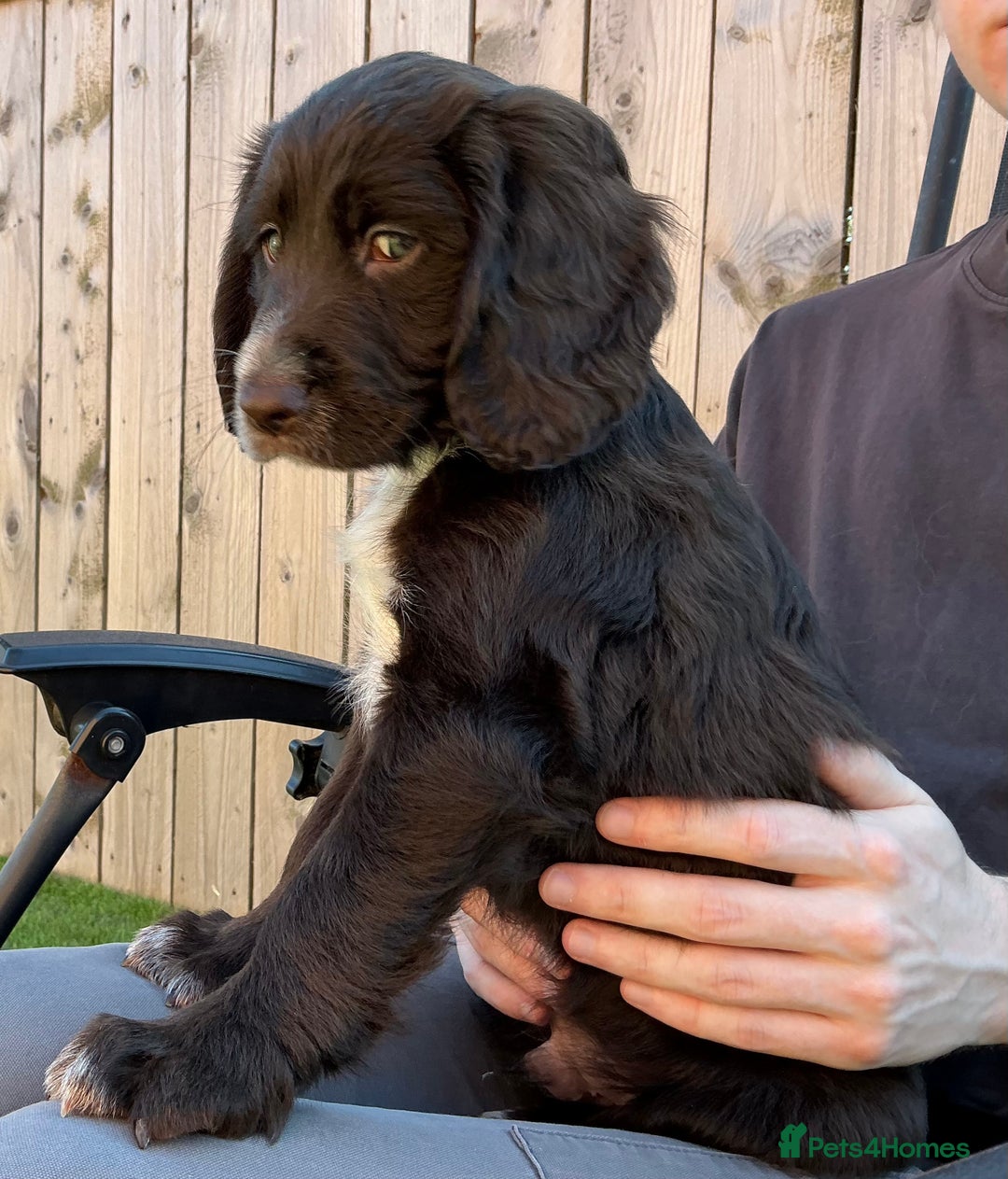 Sprocker dogs for sale:  Sprocker spaniel puppies - Ready Soon ! - Image 16