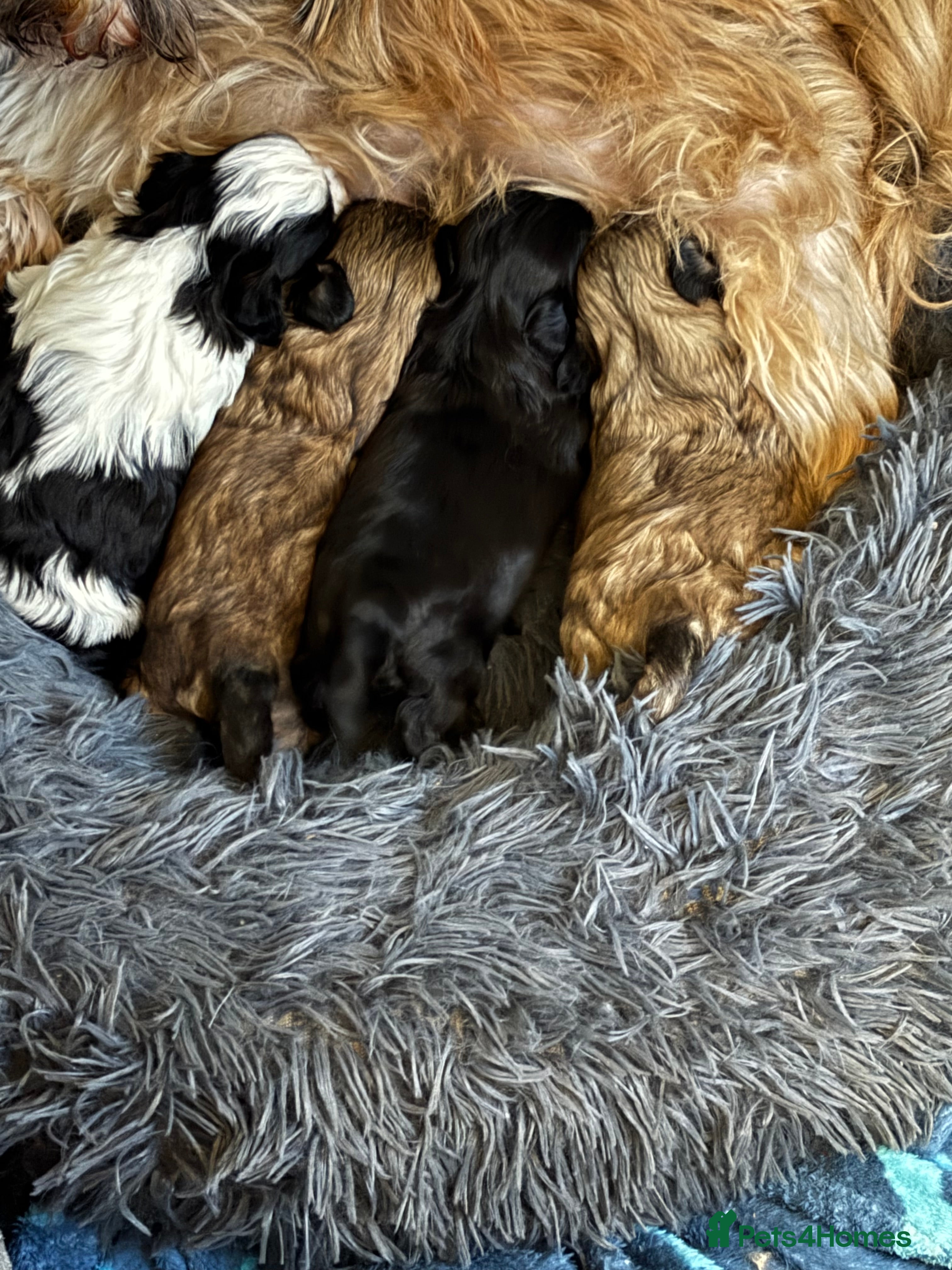 Shih Tzu dogs 💖 Imperial Shih Tzu Puppies 2 boys and 2 girls - Advert 10