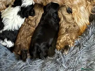 Shih Tzu dogs 💖 Imperial Shih Tzu Puppies 2 boys and 2 girls - Advert 18