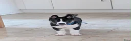 Huskita dogs for stud: Huskita for stud in Corby - Advert 8