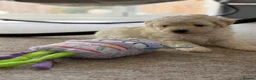 Poochon dogs for sale: Outstanding F1 health tested puppies - Advert 17