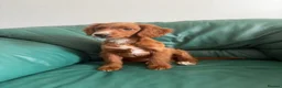 Sprocker dogs for sale: Beautiful show sprockers  - Advert 5