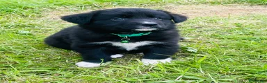 Dark Green Collar
