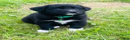 Mixed Breed dogs for sale: Lovely litter of fluffy Sprockers - Advert 18