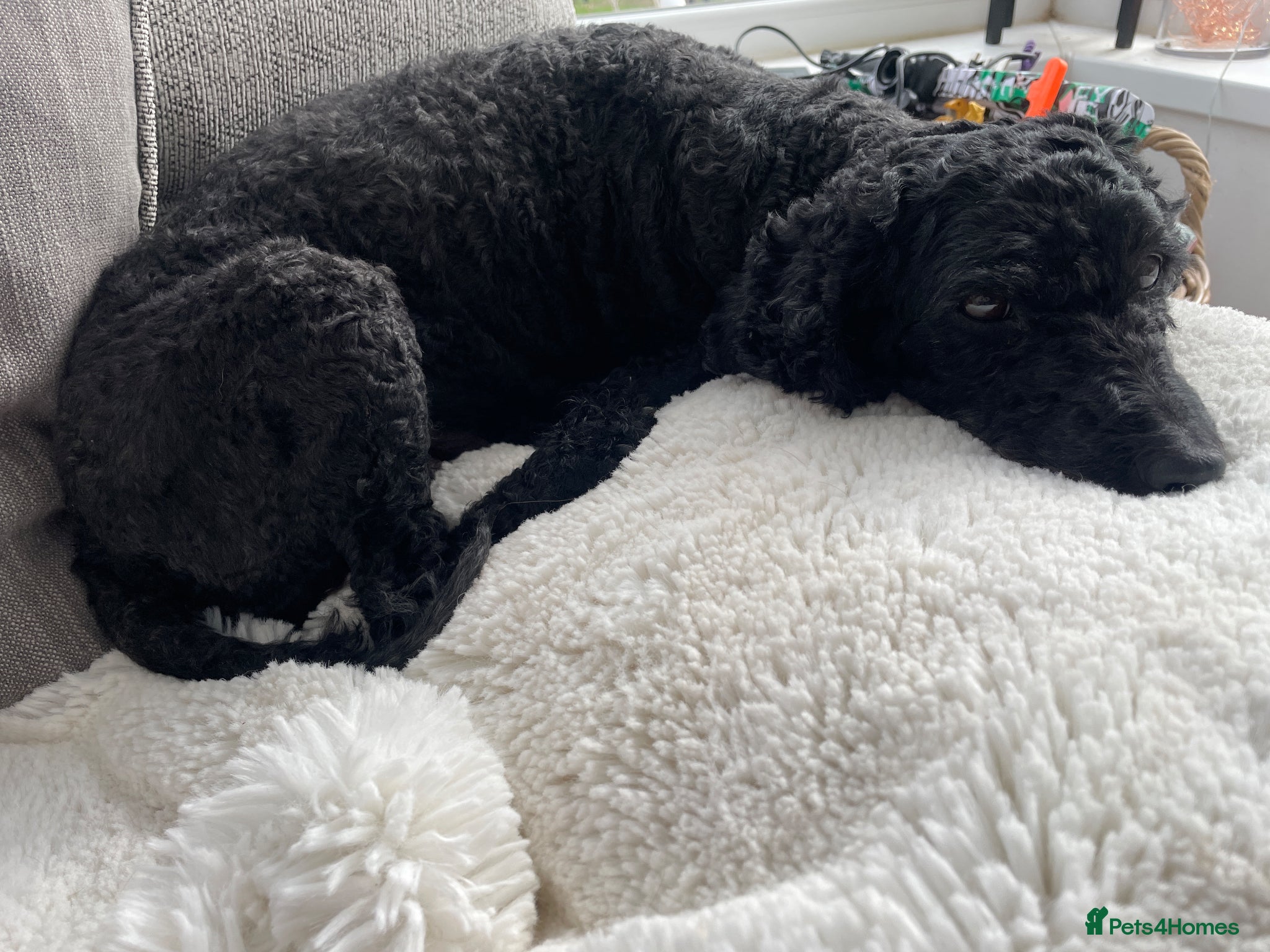Labradoodle dogs for sale: Adorable chocolate and black miniature pups  - Advert 1