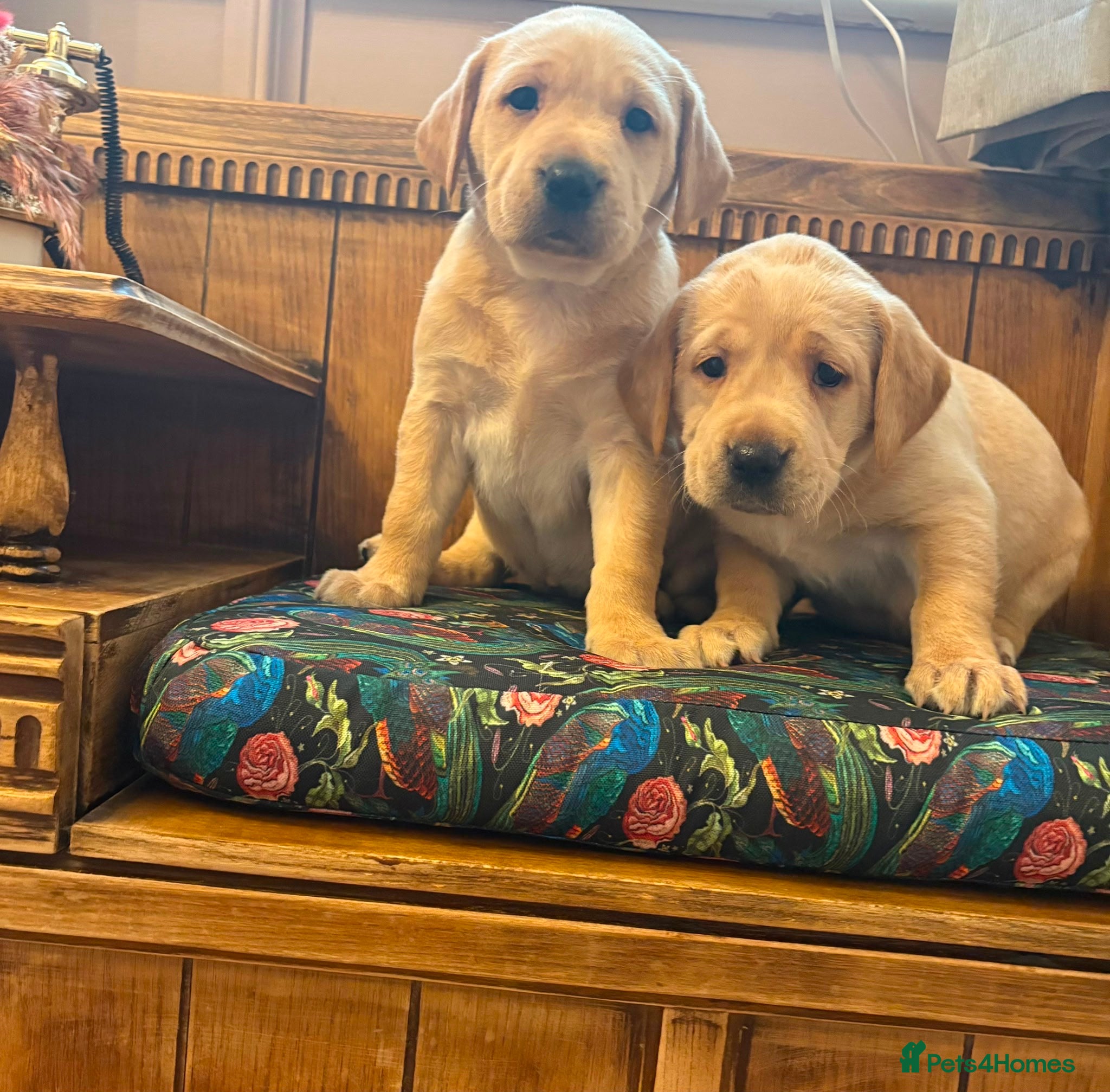 Labrador Retriever dogs for sale: Kc Labrador puppies - Advert 6