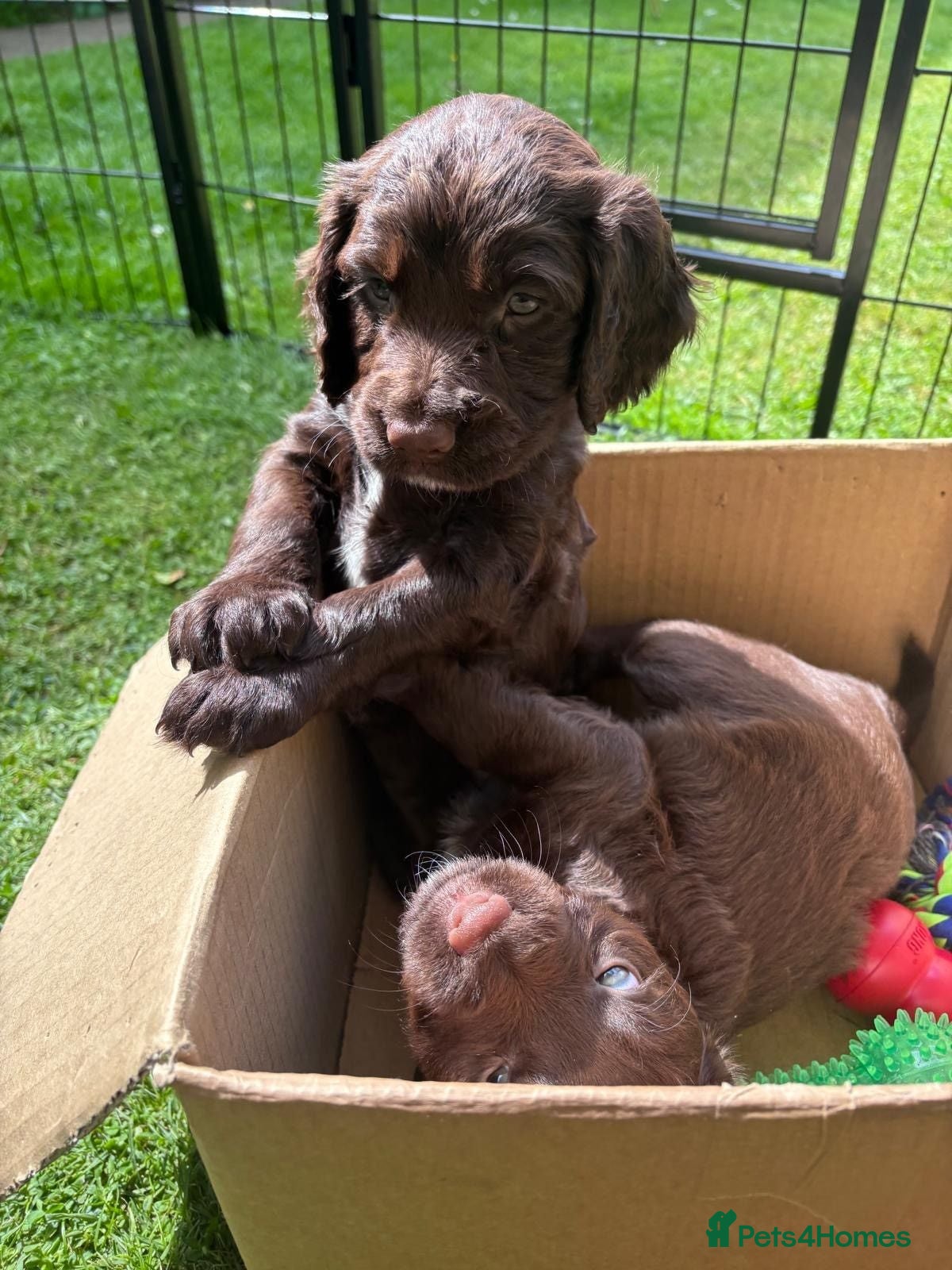 Sprocker dogs Sprocker Pups - Advert 2
