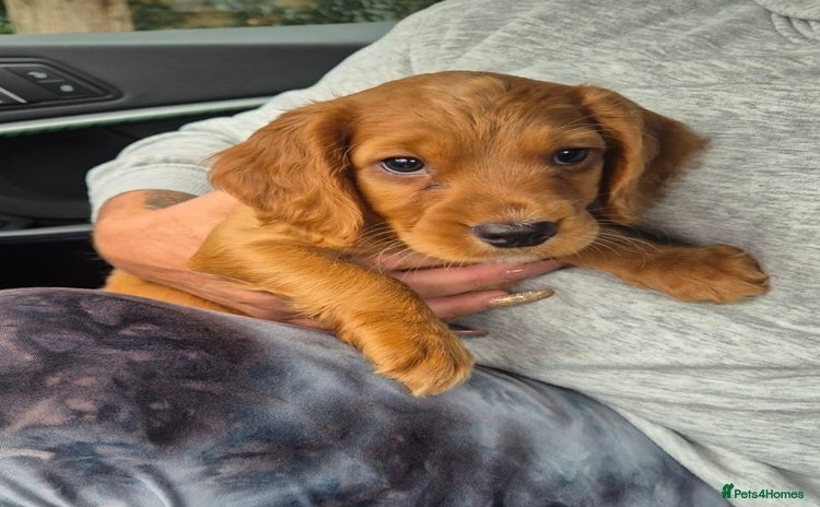 Cocker Spaniel dogs - Advert 1