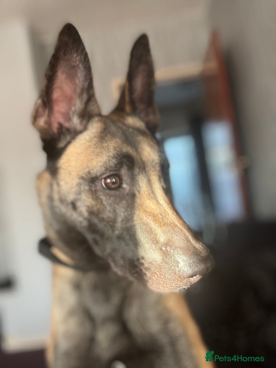 Belgian Shepherd Dog dogs for sale: Maxine  - Image 4