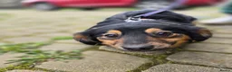Mixed Breed dogs for adoption: ❤️🐶 LOLLY – GENTLE HEART, HAPPY SOUL in Burton-on-Trent - Advert 7