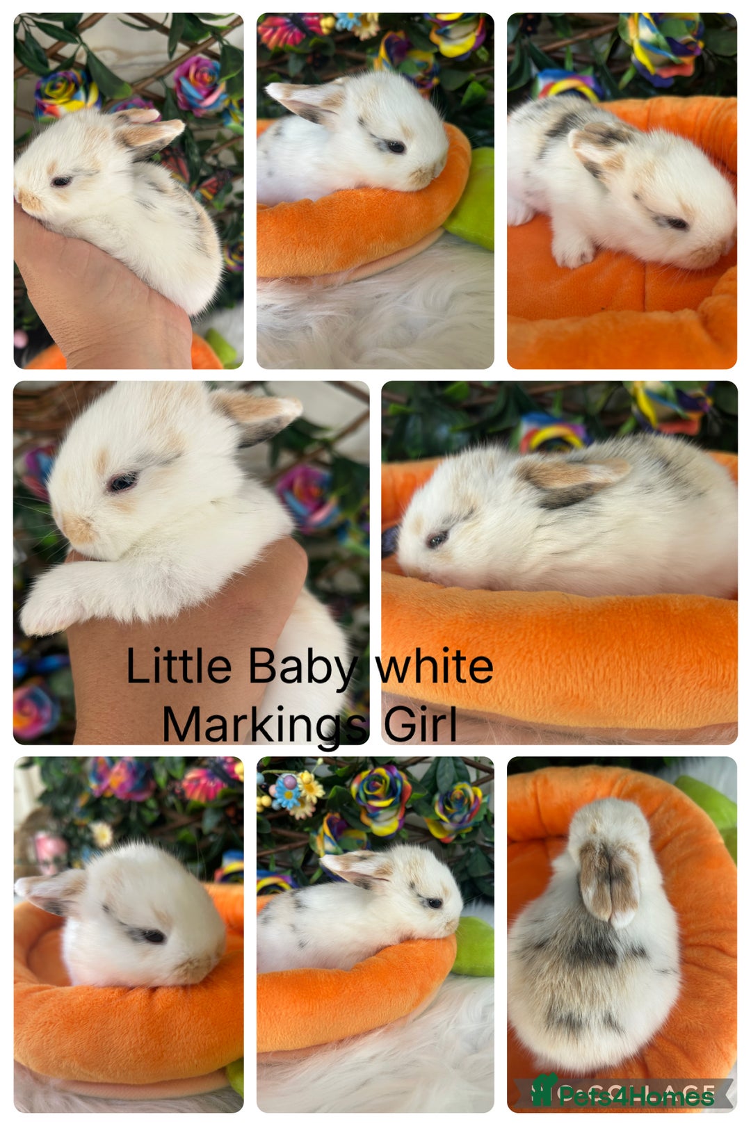 Mini Lop rabbits for sale: Pure Breed Mini lops  - Image 25
