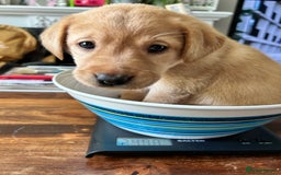 Labrador Retriever dogs for sale: Beautiful Labrador puppies 4 coats colour  - Image 28