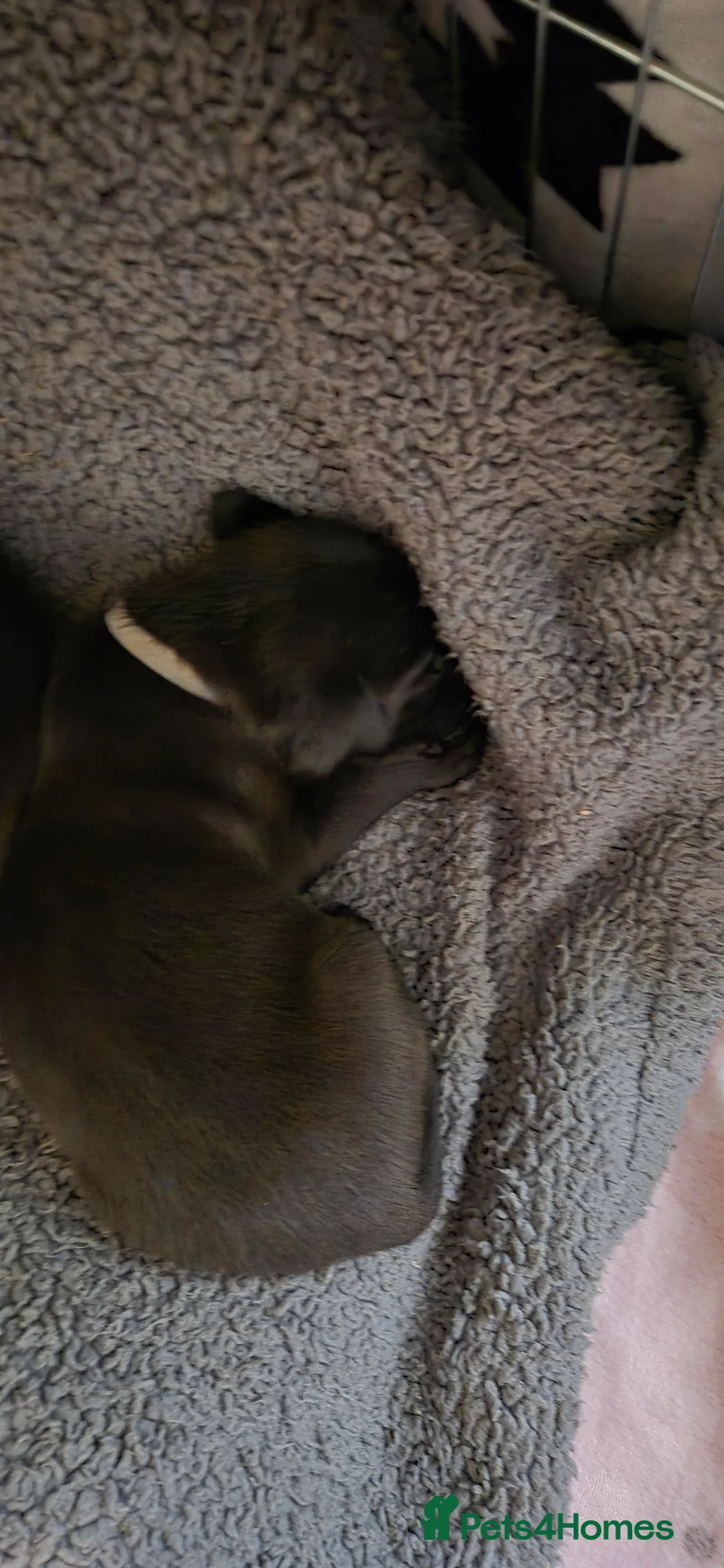 Mixed Breed dogs for sale: Belgian shepherd x weimaraner - Advert 2