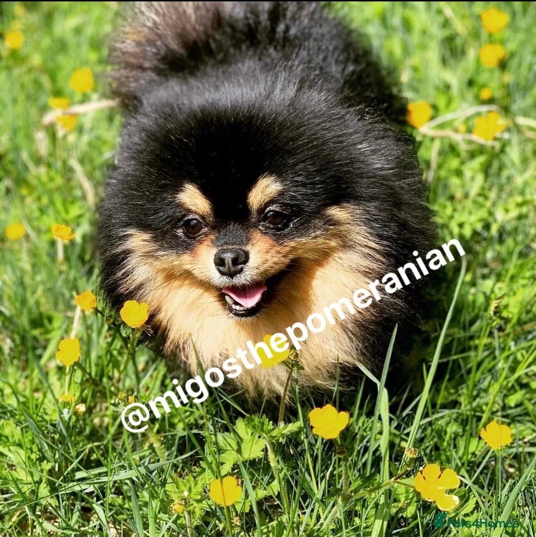 Pomeranian dogs for sale: 3 Little Girls Looking for Love! - Image 6